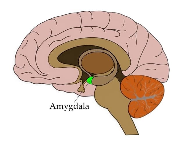 Localisation de l’amygdale dans le cerveau